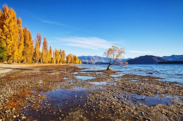 Jesienny Krajobraz Jezioro Wanaka Nowa Zelandia Samotne Drzewo Niskim Poziomie Zdjęcia Stockowe bez tantiem