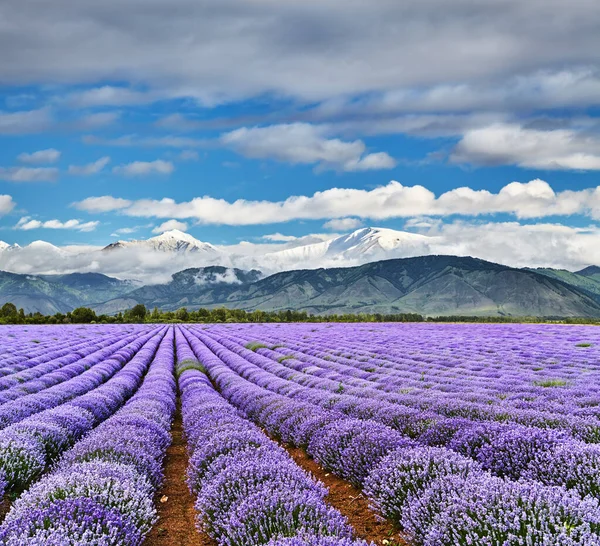 Landscape Beautiful Blooming Lavender Field Snowy Mountains Stock Photo