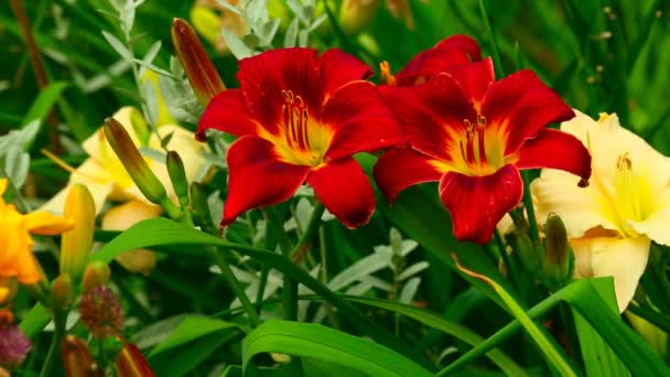 Red Lilies. — Stock Video