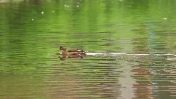 Enten. — Stockvideo