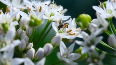 siyah yaban arısı.