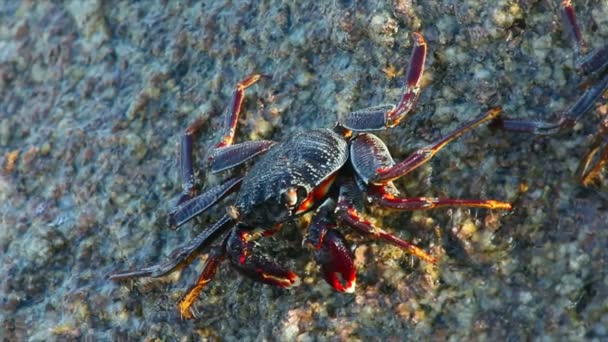 Crabes .