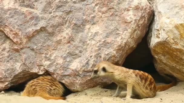 Meerkats. — Stock Video
