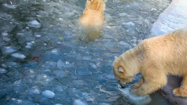 Eisbären. — Stockvideo