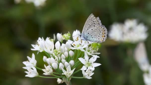 Blauwe vlinder. — Stockvideo