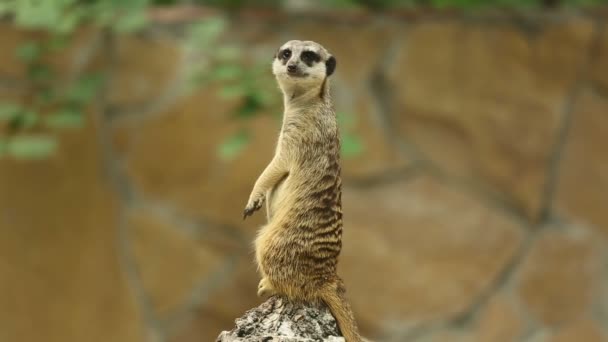 Meerkat.