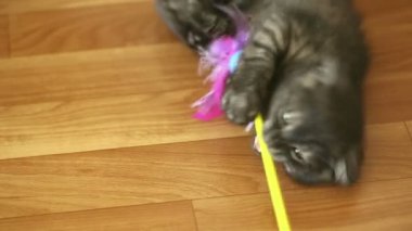 oynak yavru kedi.