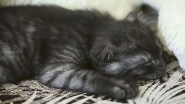 Gattino addormentato. — Video Stock
