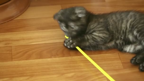 Playful kitten. — Stock Video