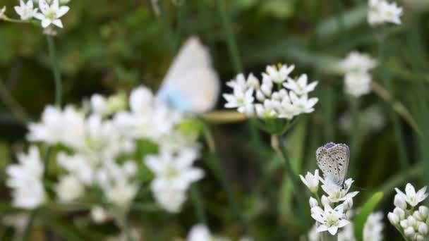 Blue butterfly. — Stock Video