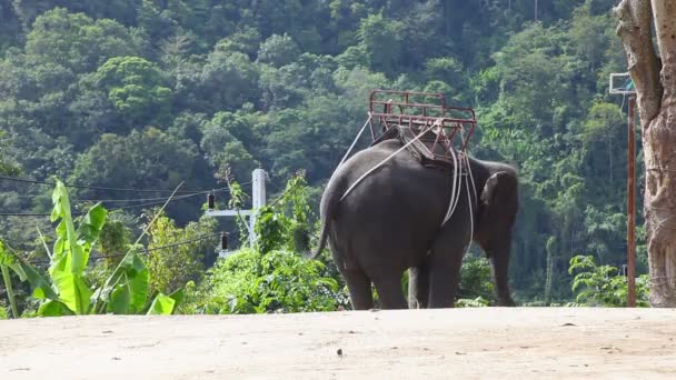 Thai táxi . — Vídeo de Stock