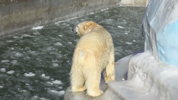 Eisbären im Zoo — Stockvideo