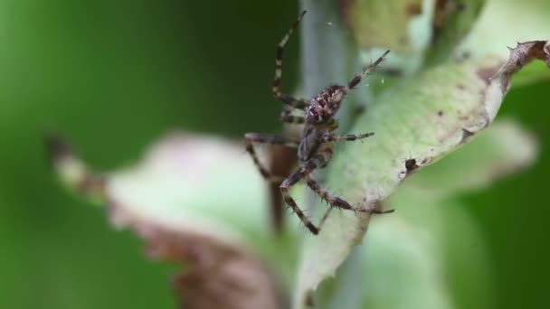 Araña en la hoja de primer plano — Vídeos de Stock