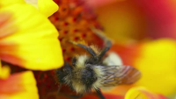 Humla på en blomma gailardia. — Stockvideo