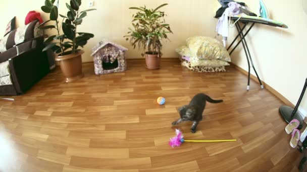 Lekfull scottish fold kattunge. — Stockvideo