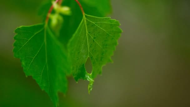 Regen. Birch leaf, variabele focus — Stockvideo