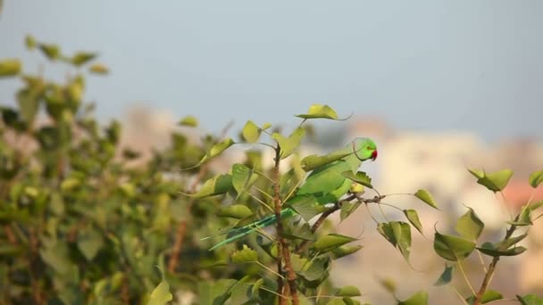 Τριαντάφυλλο-δακτυλιώθηκε parakeet — Αρχείο Βίντεο