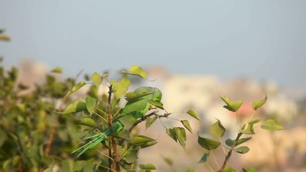 玫瑰环绕的小鹦鹉 — 图库视频影像