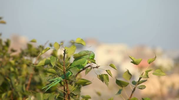 Rose-ringed Parakeet — Stock Video