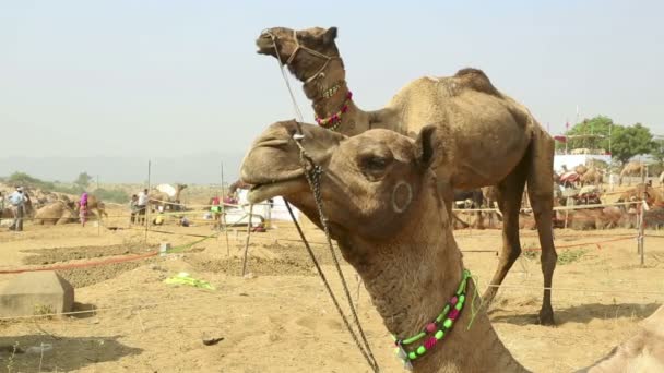 Feira de camelos — Vídeo de Stock