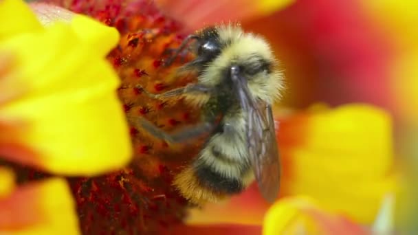 Hummel bei der Arbeit. — Stockvideo