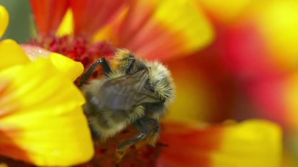 Bumblebee en el trabajo . — Vídeo de stock