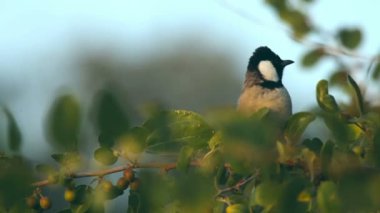 Beyaz kulaklı bülbül