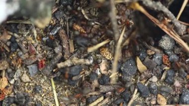 karınca yuvası. Makro.