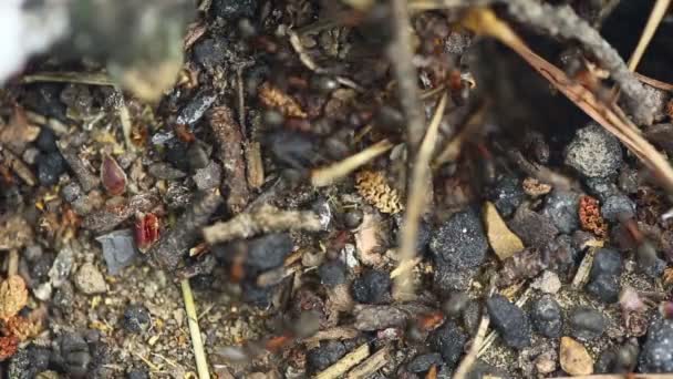 Un nid de fourmis. Macro .