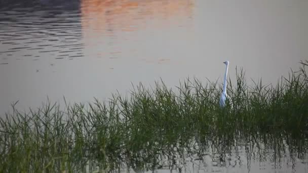 Garza . — Vídeos de Stock