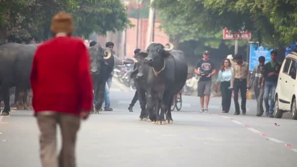 Búfalos indianos . — Vídeo de Stock