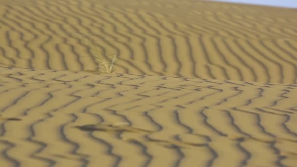 Duinen van thar woestijn. — Stockvideo
