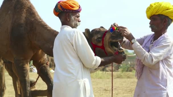 Pushkar kameel eerlijke — Stockvideo