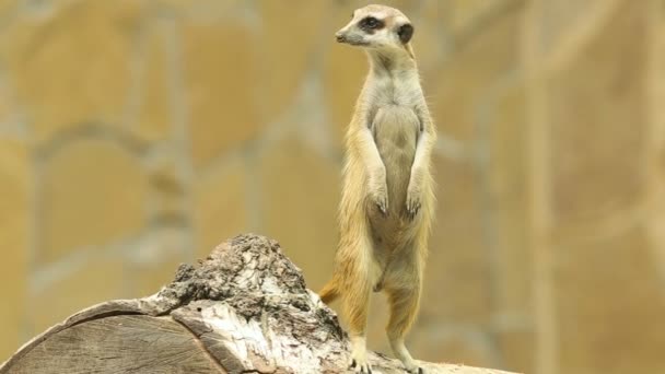 Meerkat. — Vídeos de Stock