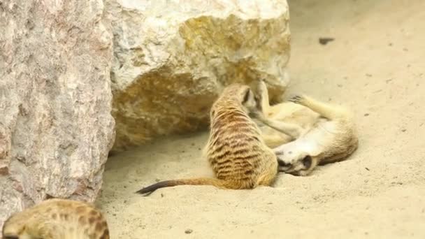 Playing meerkats — Stock Video