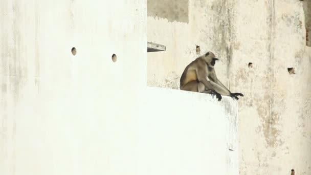 Langur — Stockvideo