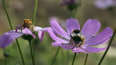 Bumblebee iş başında.