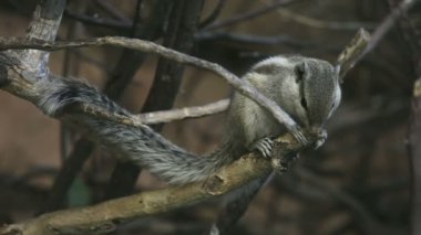 çizgili sincap