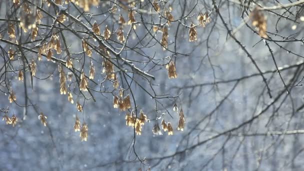 Floresta de Inverno. — Vídeo de Stock