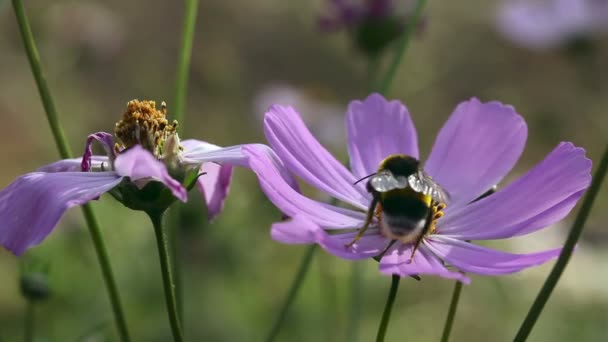 Bumblebee at work. — Stock Video