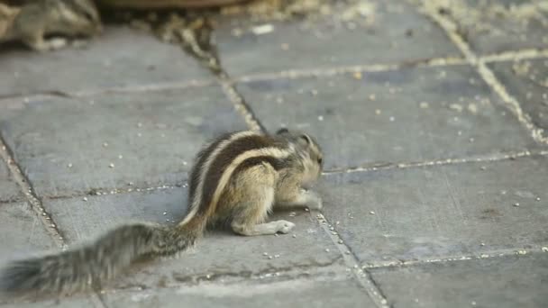 Chipmunks — Stockvideo