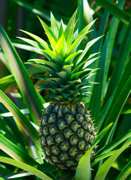 Ananas. – stockfoto