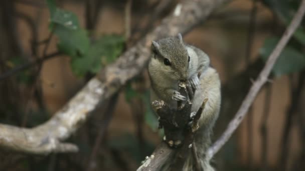 Ardilla gris comiendo una rama de árbol — Vídeo de stock