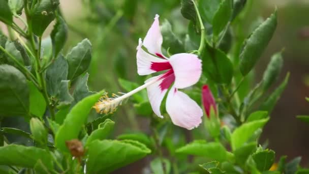 Hibiscus flower — Stock Video
