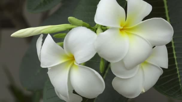 Flor de plumeria blanca — Vídeos de Stock