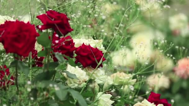 Розы — стоковое видео