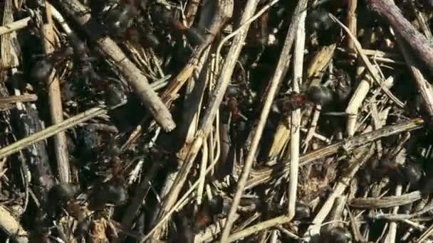 Karıncalar yuva — Stok video