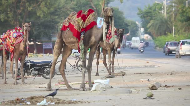 Camellos . — Vídeo de stock