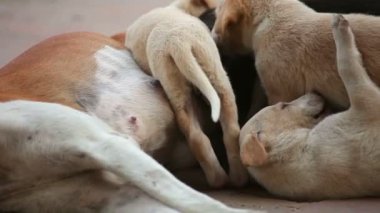 Onu kukla anne köpek besleme