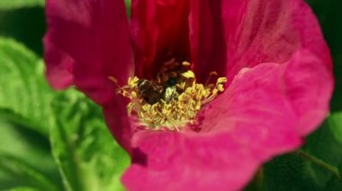 Arıların bal kırmızı çiçek toplama